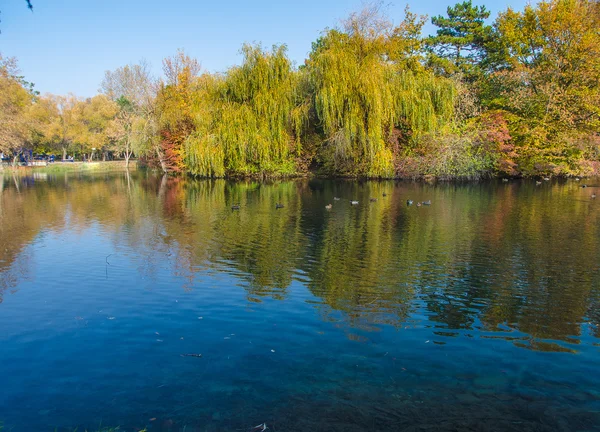 Bosques de lago y otoño —  Fotos de Stock