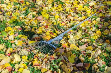 bahçesi komisyon ve yaprakları