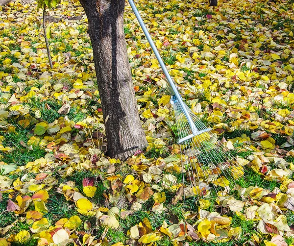 Trädgård rake och blad — Stockfoto