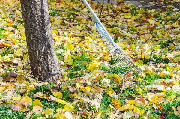 Trädgård rake och blad — Stockfoto