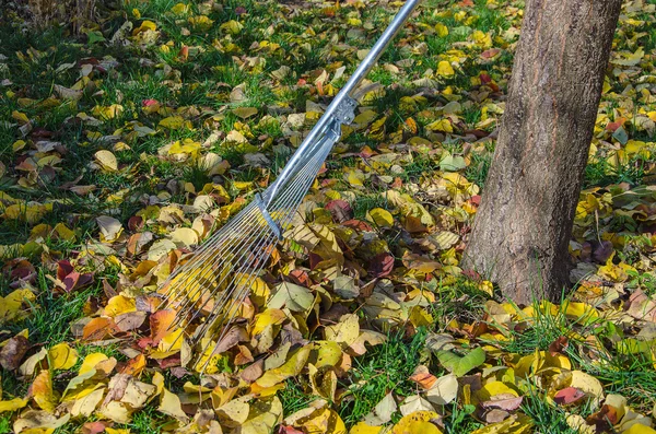 Garden rake and leaves — Stock Photo, Image