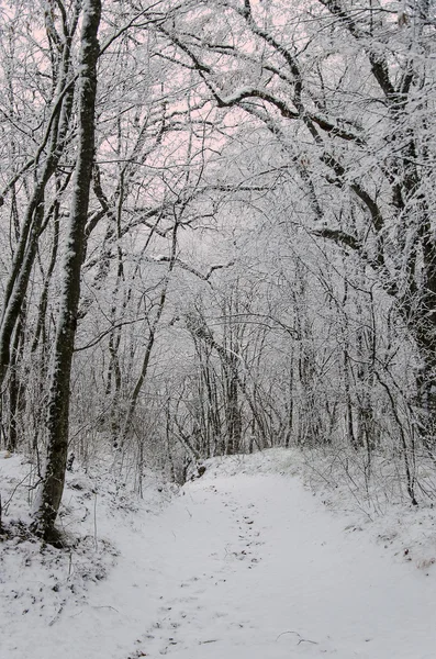 Voetpad in winter forest — Stockfoto