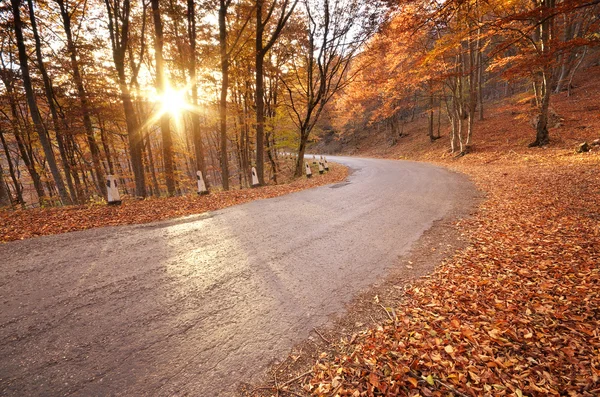 Autumn road in mountain forest — Stock Photo, Image