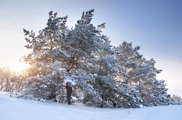 Paesaggio naturale invernale . — Foto Stock