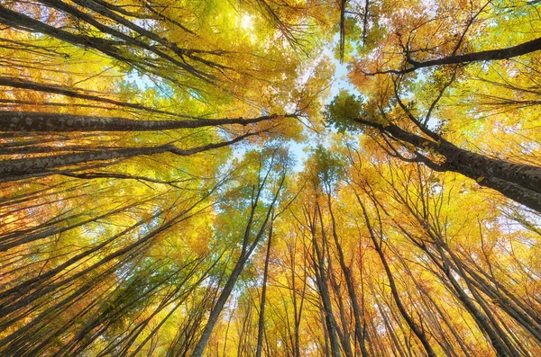 Nella foresta autunnale . — Foto Stock