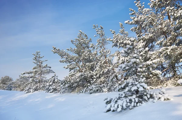 Kış doğa manzarası. — Stok fotoğraf