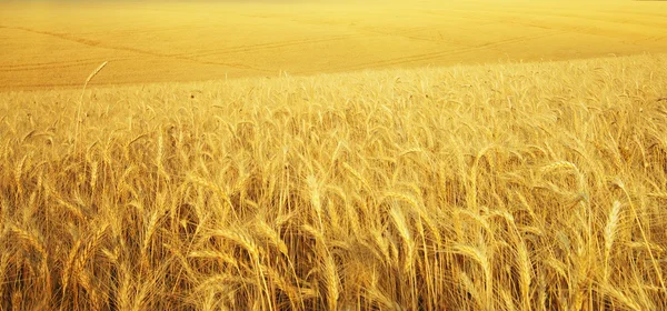 Textura prado de trigo — Foto de Stock