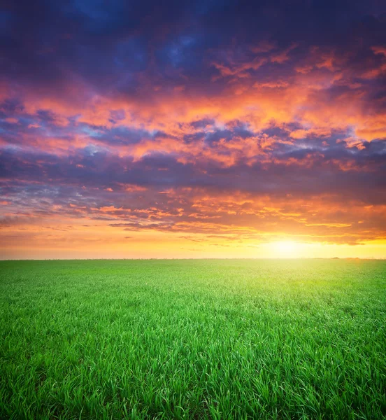 Zielona łąka trawa — Zdjęcie stockowe