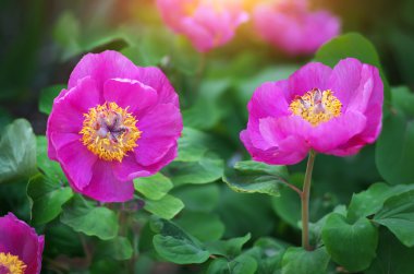 Şakayık portre çiçek.