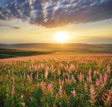 Bahar çayır çiçek