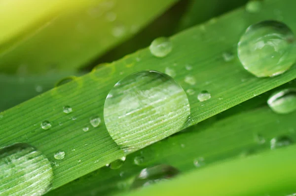 Makro des Regentropfens. — Stockfoto