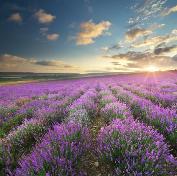 Weide van lavendel. — Stockfoto