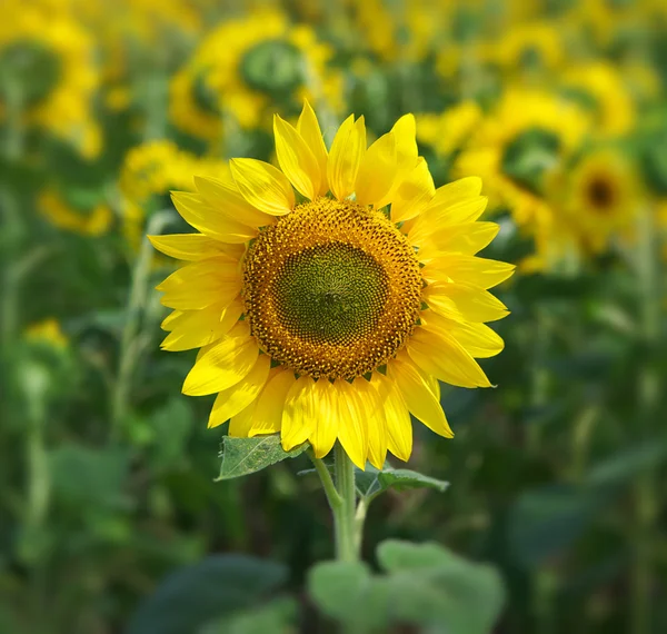 Sunflower nature portrait. — Stock Photo, Image