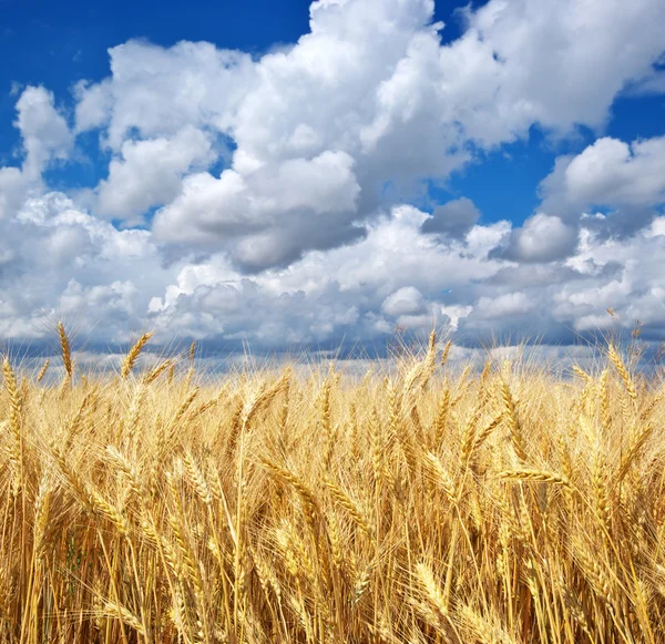 Prato di grano . — Foto Stock