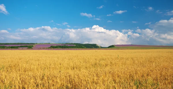 Meadow of wheat in mountain. Nature composition. — Stock Photo, Image