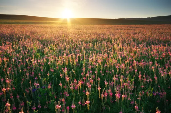 Prairie de fleurs violettes . — Photo