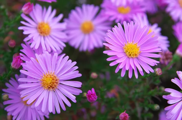 Макро из фиолетового цветка . — стоковое фото