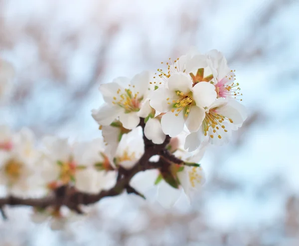 Primavera naturaleza flor — Foto de Stock