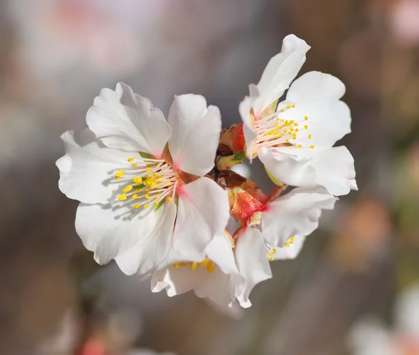 Vårblomma på träd. — Stockfoto