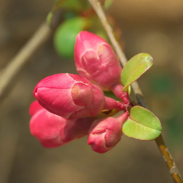 Flor de primavera na árvore — Fotografia de Stock