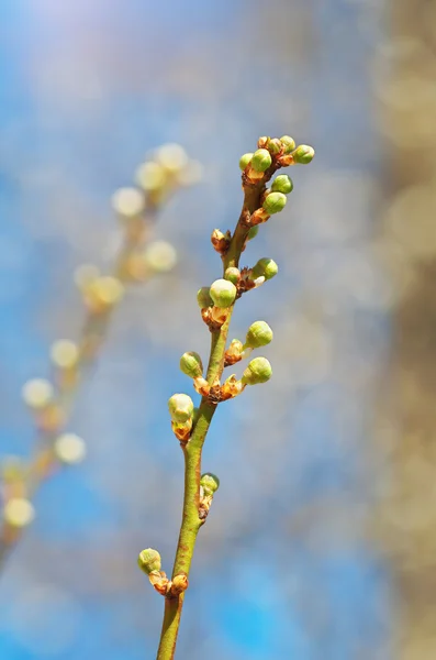 Frühling Natur Knospe. — Stockfoto