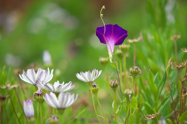 Hierba de verano y macro flor — Foto de Stock