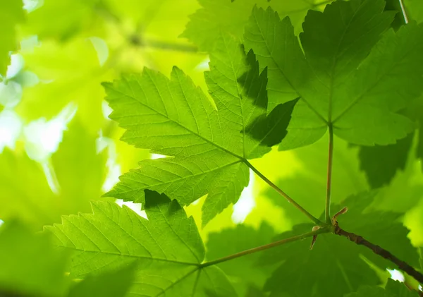 Lente blad van esdoorn. — Stockfoto