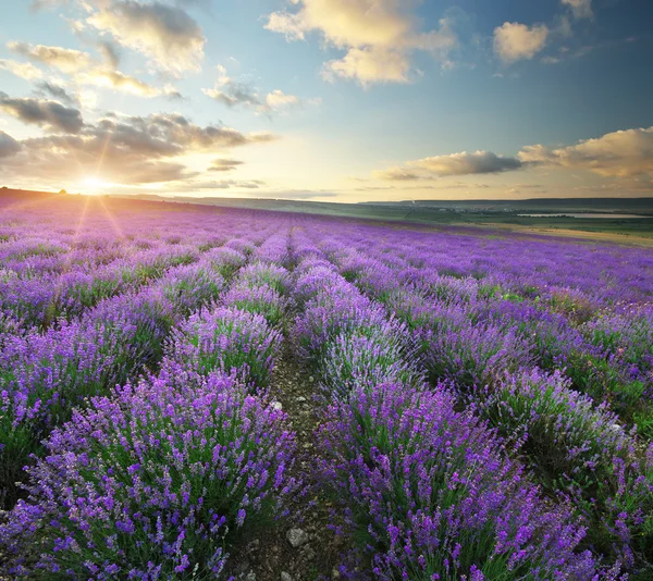 Prado de lavanda . — Fotografia de Stock