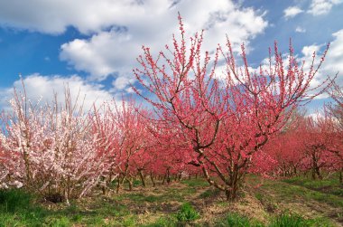 Çiçek Bahçesi Bahçe bahar. 
