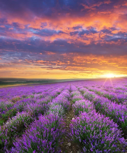 Prato di lavanda . — Foto Stock