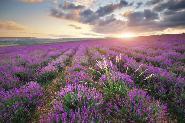 Prato di lavanda . — Foto Stock