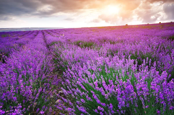 Prado de lavanda . — Fotografia de Stock