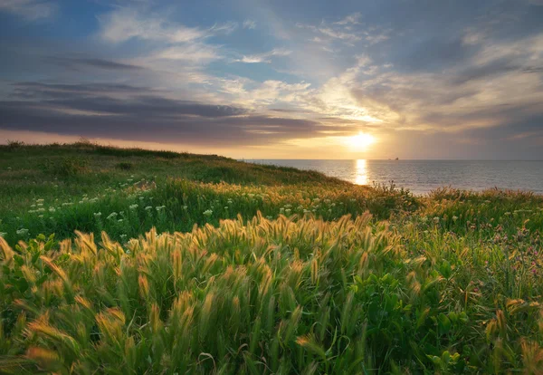 Céu, mar e grama verde . — Fotografia de Stock