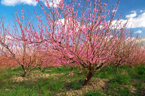 Orchard kvetoucí jarní zahrada. — Stock fotografie