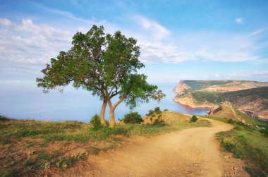 Dağ, ağaç ve deniz.