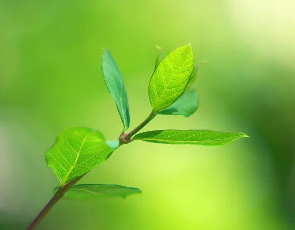 Wiosna zielony liść. — Zdjęcie stockowe
