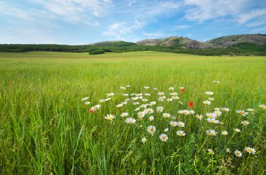 Güzel yeşil bahar çayır manzara. 