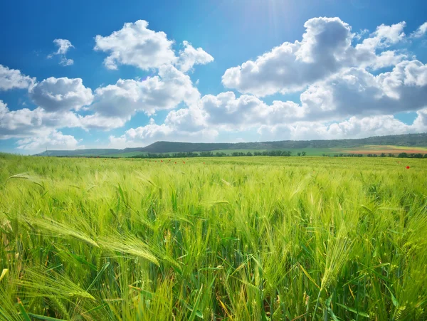 Prato di grano . — Foto Stock