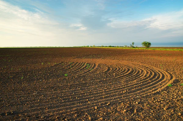 Prato agricolo coltivato — Foto Stock