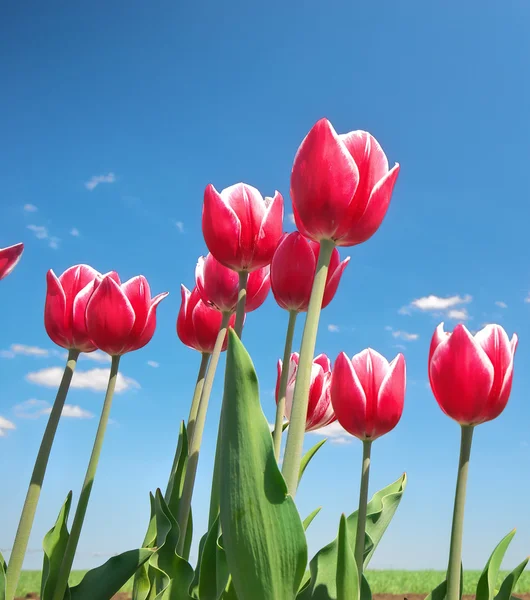 Tulips on blue sky. — Stock Photo, Image