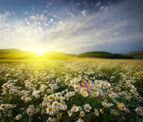 Primavera fiori di margherita — Foto Stock