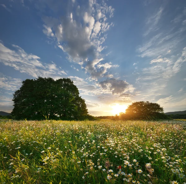 Våren daisy blommor i äng. — Stockfoto