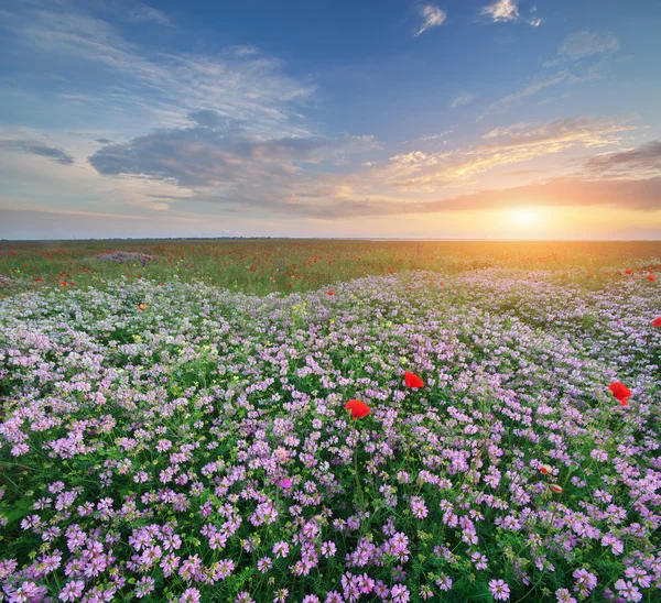 Frühlingsblumen auf der Wiese. — Stockfoto