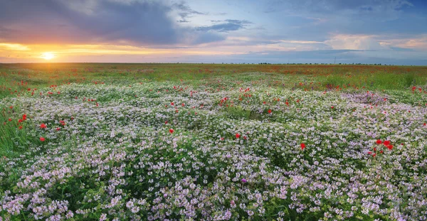 春の花の草原. — ストック写真
