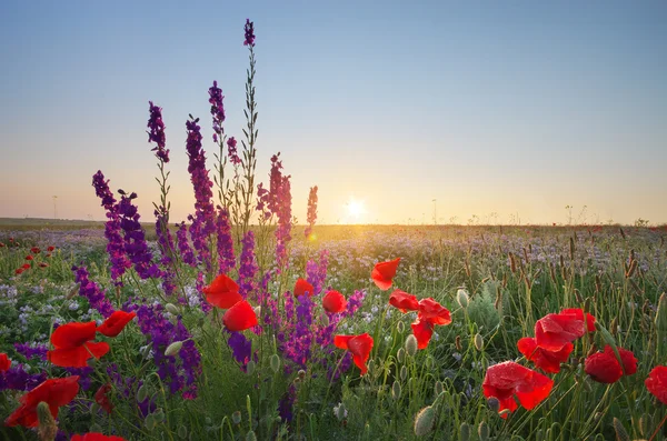 Prado de flores de primavera . — Foto de Stock