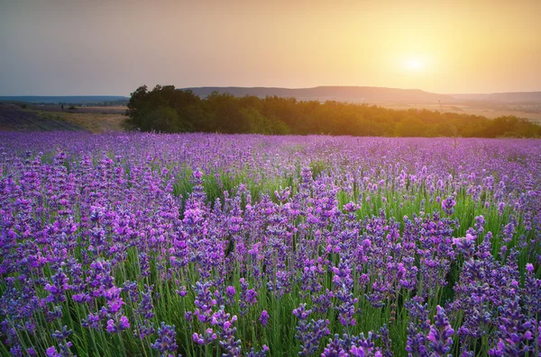 Levandulový Krásná louka. — Stock fotografie