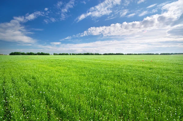 Vlas groene weide. — Stockfoto