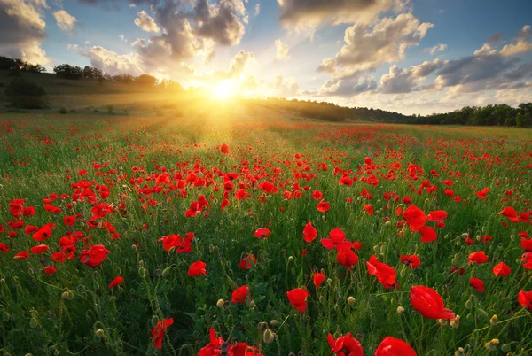 Poppy meadow landscape — Stock Photo, Image