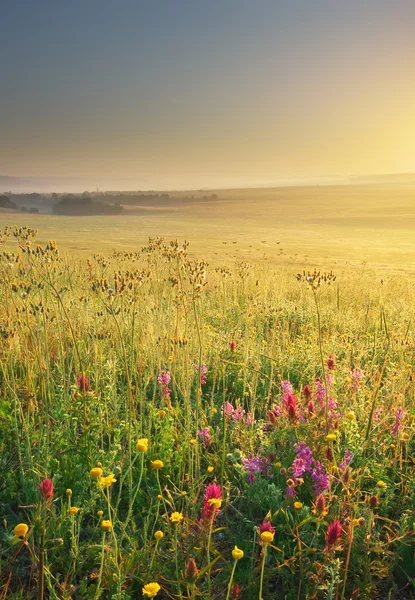 春自然の牧草地 — ストック写真