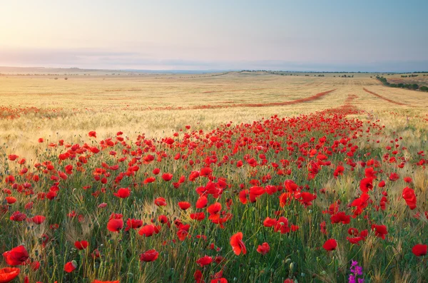 Ängen av vete och vallmo. — Stockfoto